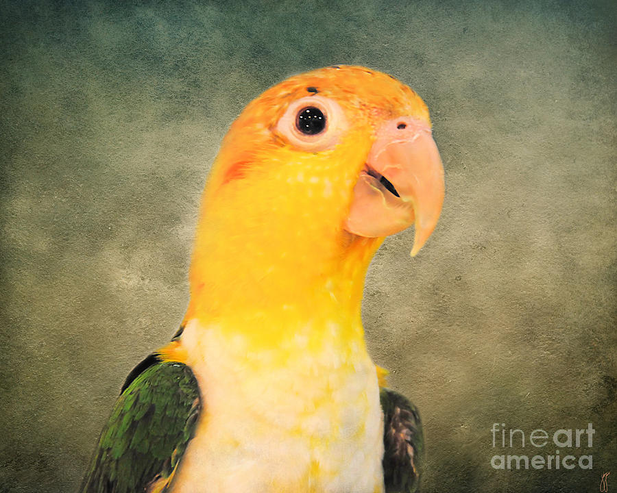 Parrot Photograph - White Bellied Caique Parrot by Jai Johnson
