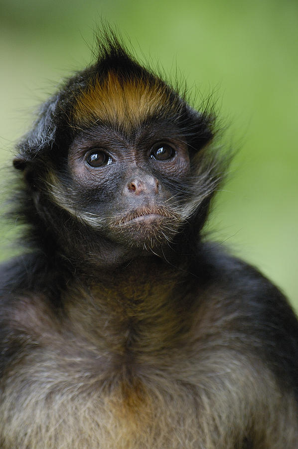 White-bellied Spider Monkey Amazonia Photograph by Pete Oxford