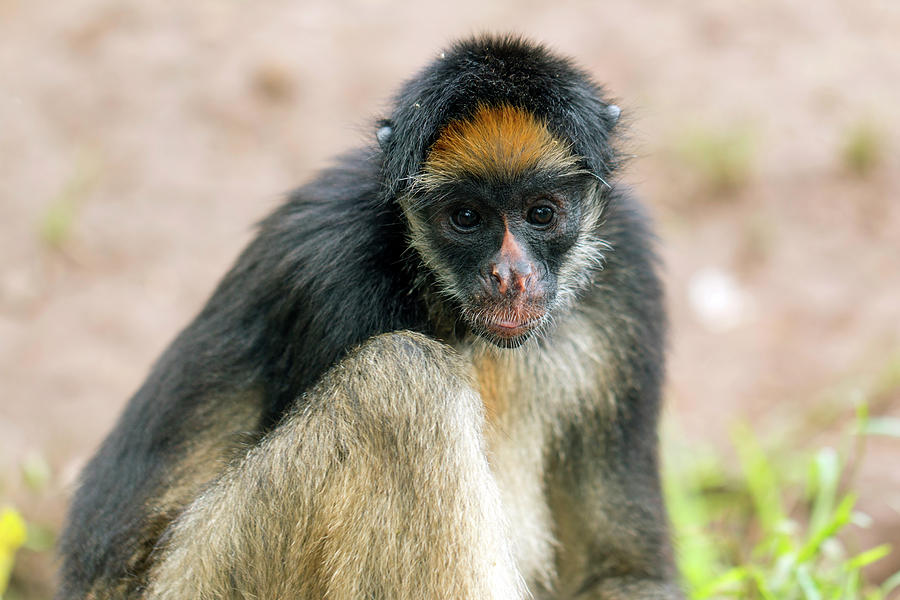 White-bellied Spider Monkey Photograph By Dr Morley Read - Pixels