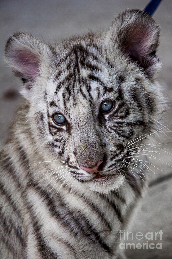 cute white bengal tiger cubs