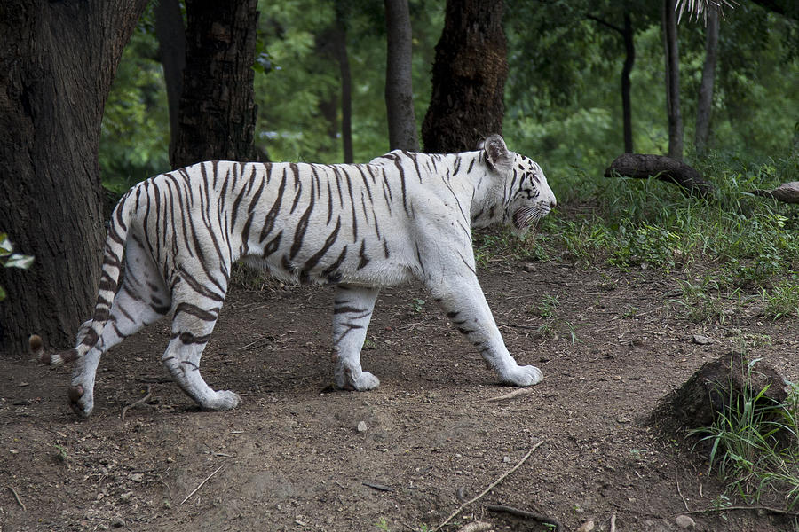 White Bengal Tiger Photograph by James L Davidson