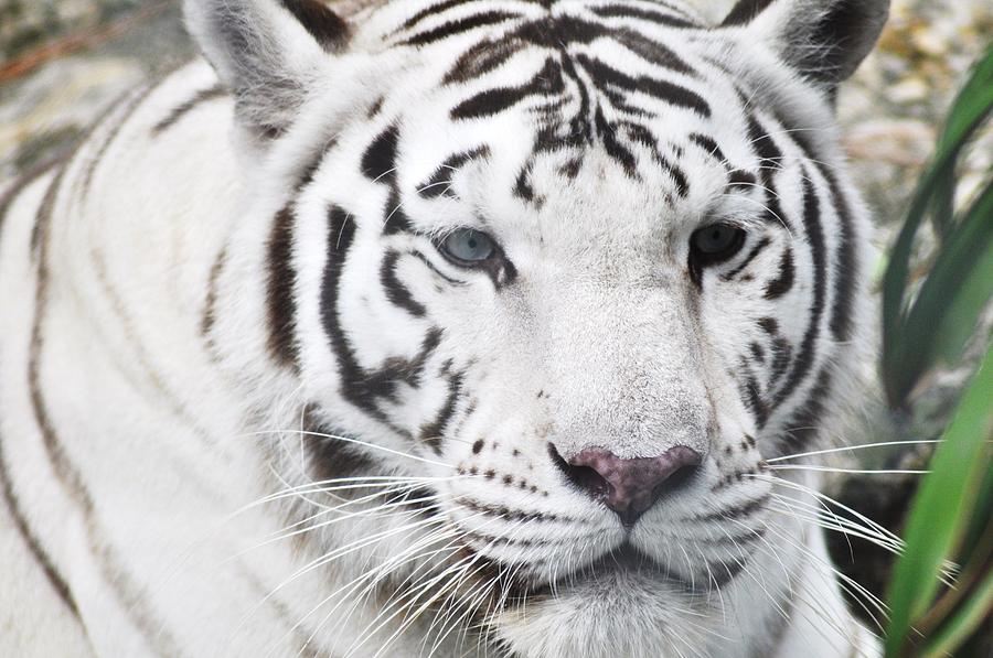 White Bengal Tiger Photograph by Julie Albert-Sposato - Fine Art America