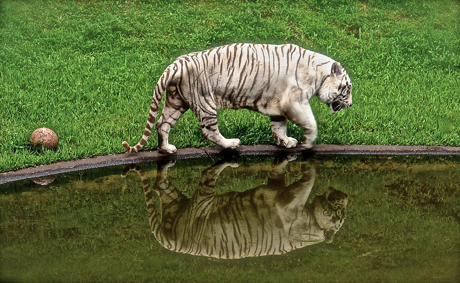 White Tiger Reflections Hawaii Photograph by Venetia Featherstone-Witty