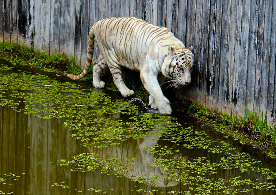 White Bengal Tiger Photograph by Venetia Featherstone-Witty