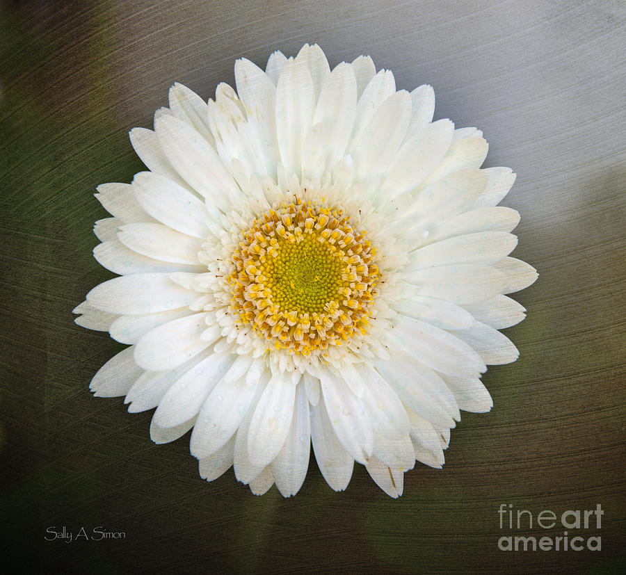 White Bergera Daisy 1 Photograph by Sally Simon