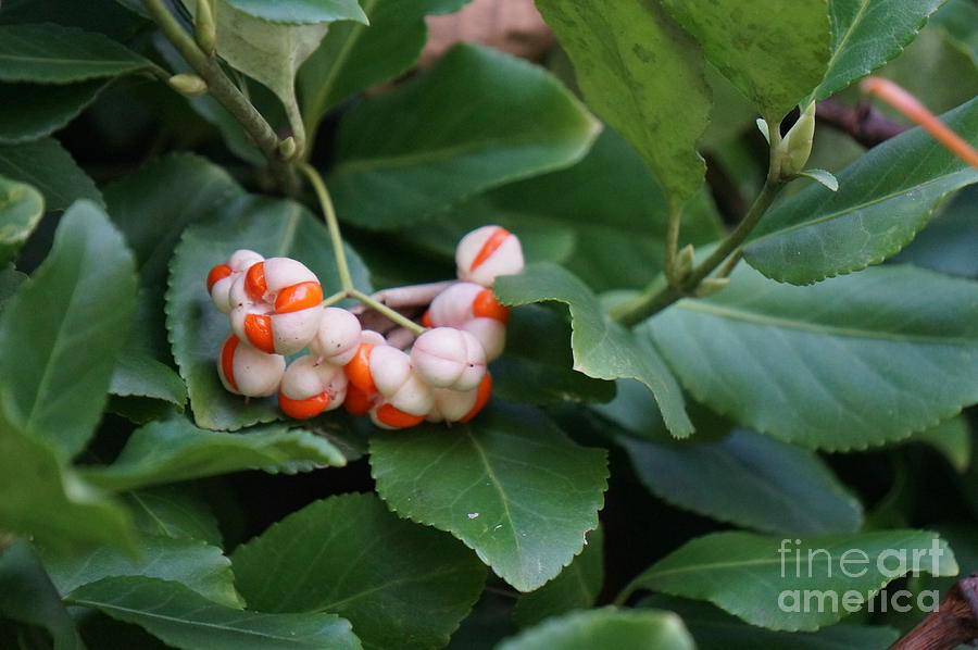 Fall Photograph - White berries with orange seeds by Zori Minkova