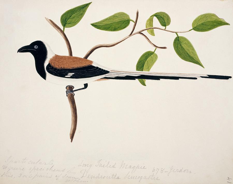 White-billed Treepie Photograph by Natural History Museum, London/science Photo Library