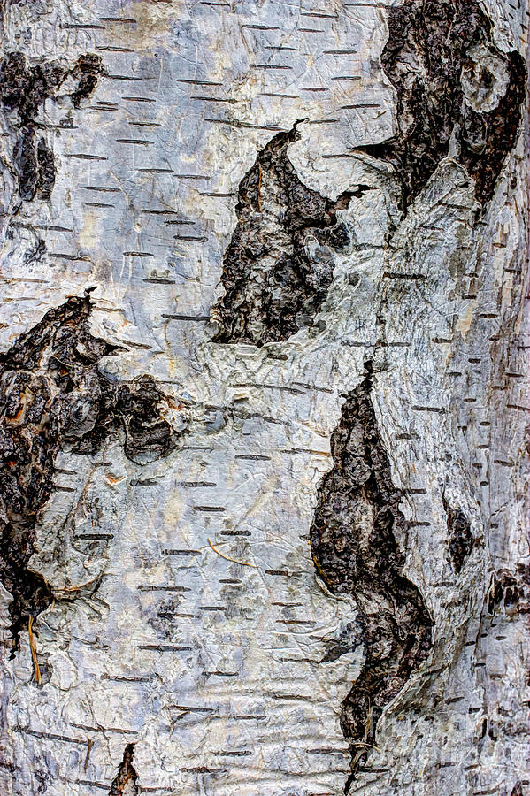 White Birch Abstract  Photograph by Heidi Smith