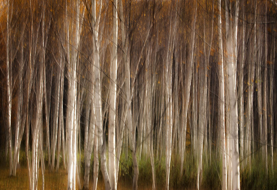 White Birch Abstract Photograph by John Vose