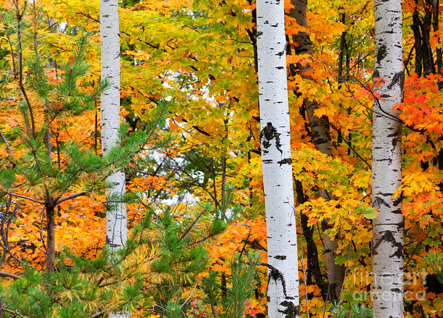 Fall Photograph - White Birch Autumn by Craig Sterken