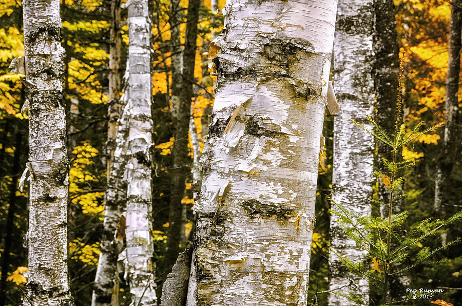 White Birch Forest Photograph by Peg Runyan