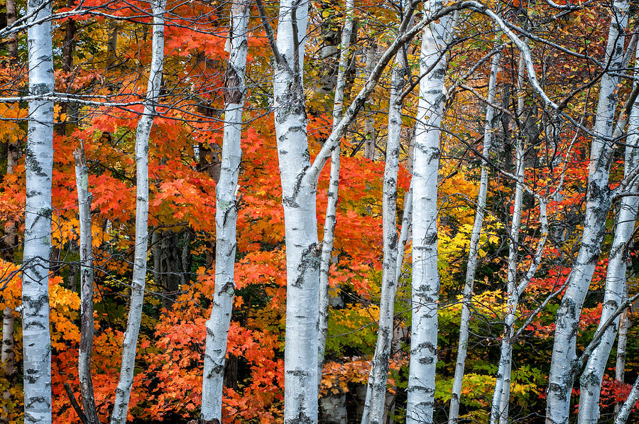 White Birch Forest - White Mountains Photograph by Expressive ...