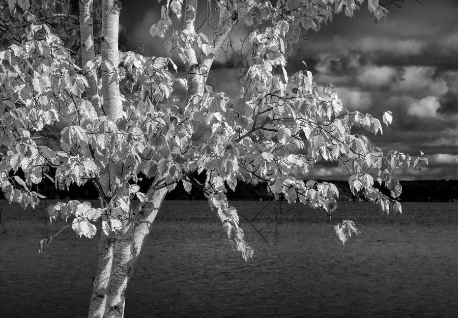 White Birch Tree by the Lakeshore in Black and White Photograph by Randall Nyhof