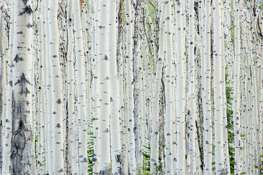 White birch tree forest Photograph by OGphoto