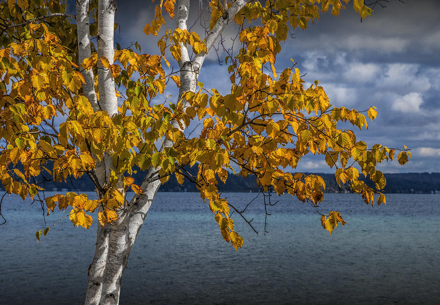 White Birch Tree in Autumn along the shore of Crystal Lake Photograph by Randall Nyhof