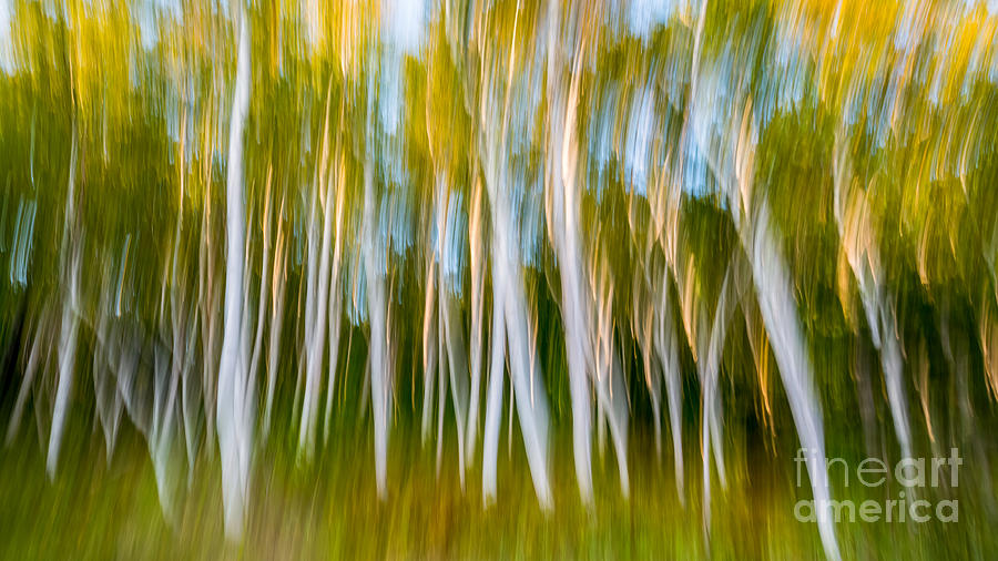 White Birch Trees Abstract Photograph by Michael Ver Sprill