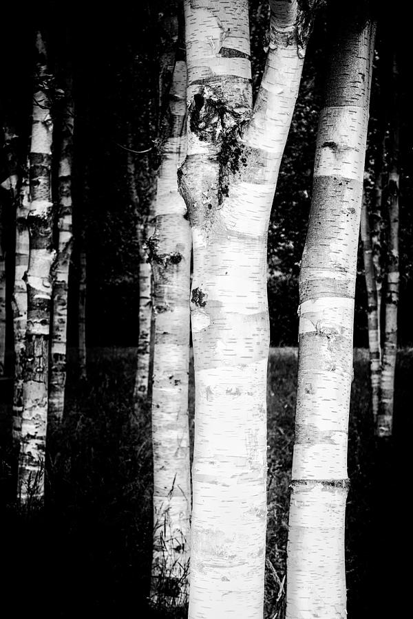 White birch trees in dark forest Photograph by Matthias Hauser