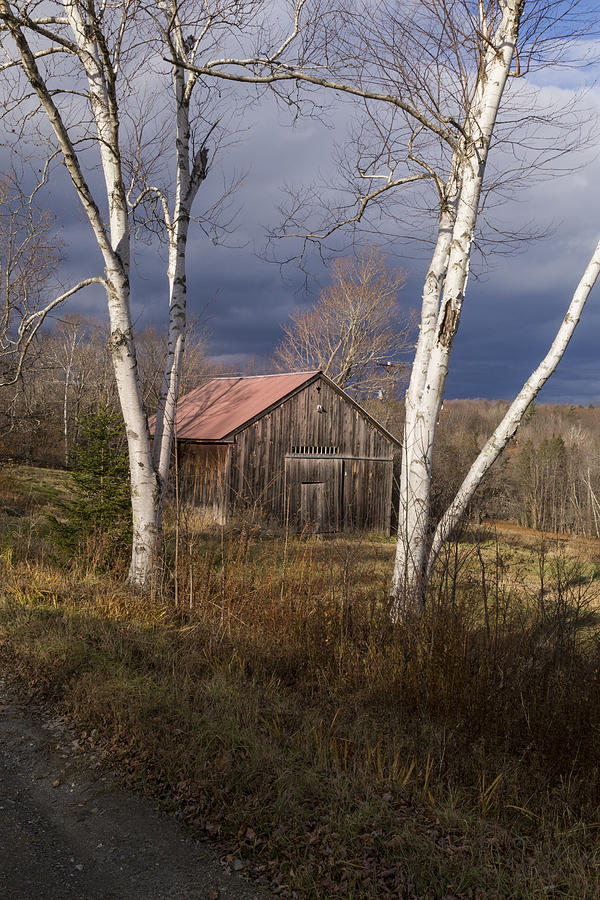 White Birches And A Barn Photograph by Tom Singleton