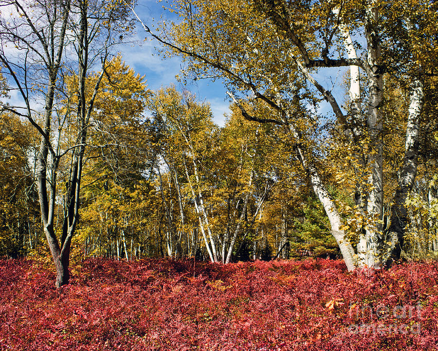 White Birches Of Fall Photograph by Tom Gari Gallery-Three-Photography