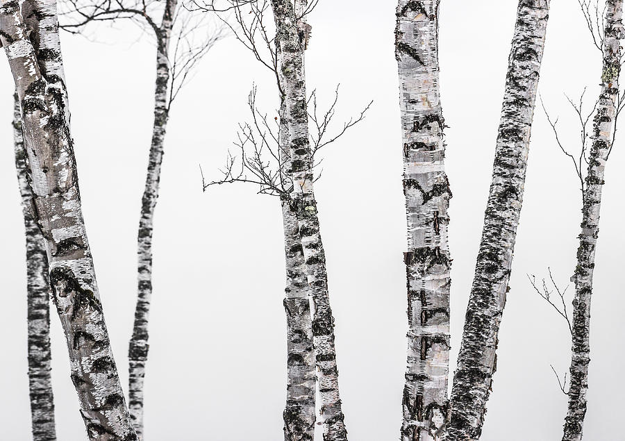 White Birches Photograph by Tim Kirchoff
