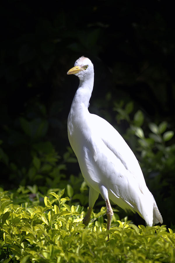 White Bird Hawaii Photograph by Bailey and Huddleston