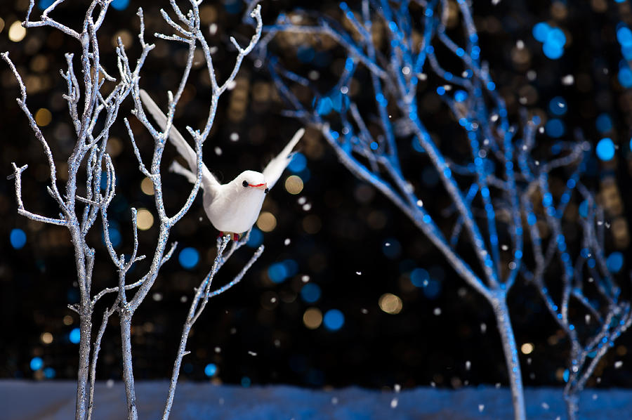 Christmas Photograph - White bird in winter by U Schade