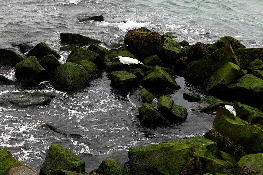 White Bird on Green Stone Photograph by Dorin Adrian Berbier