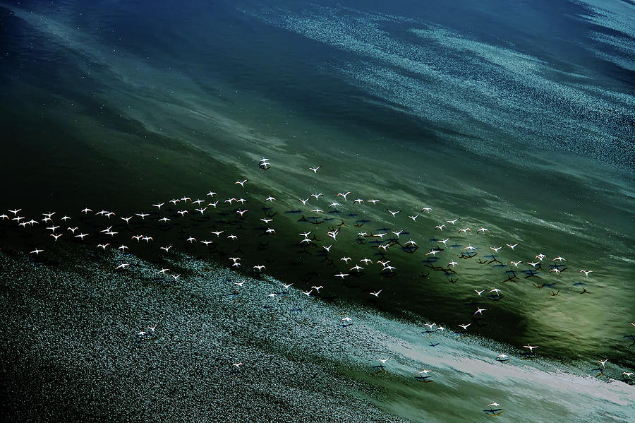 Wildlife Photograph - White Birds, Blue And Green Water by Hao Jiang