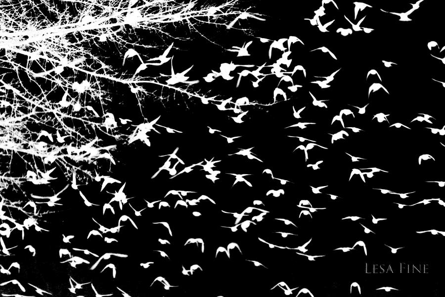 White Blackbirds on Black Mixed Media by Lesa Fine