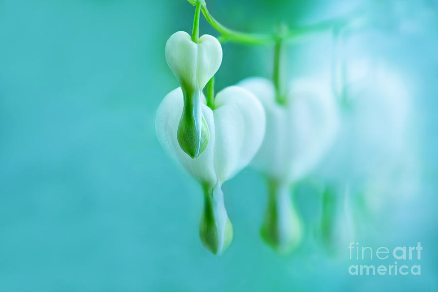 Nature Photograph - White Bleeding Hearts  by Onelia PGPhotography