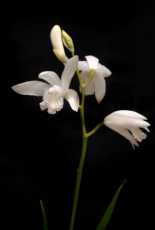 White Bletilla Orchids Photograph by Nathan Abbott