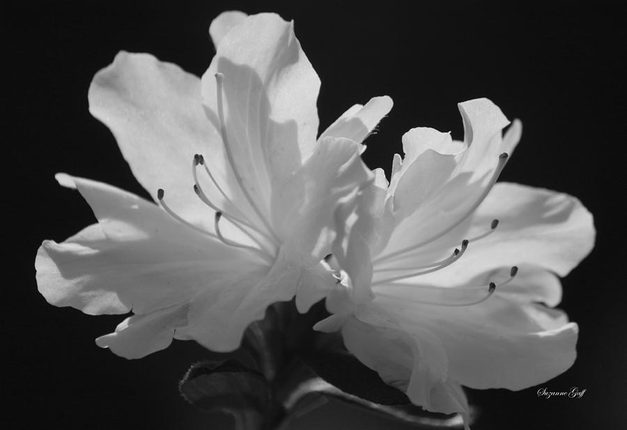 Black And White Photograph - White Bliss in Black and White by Suzanne Gaff
