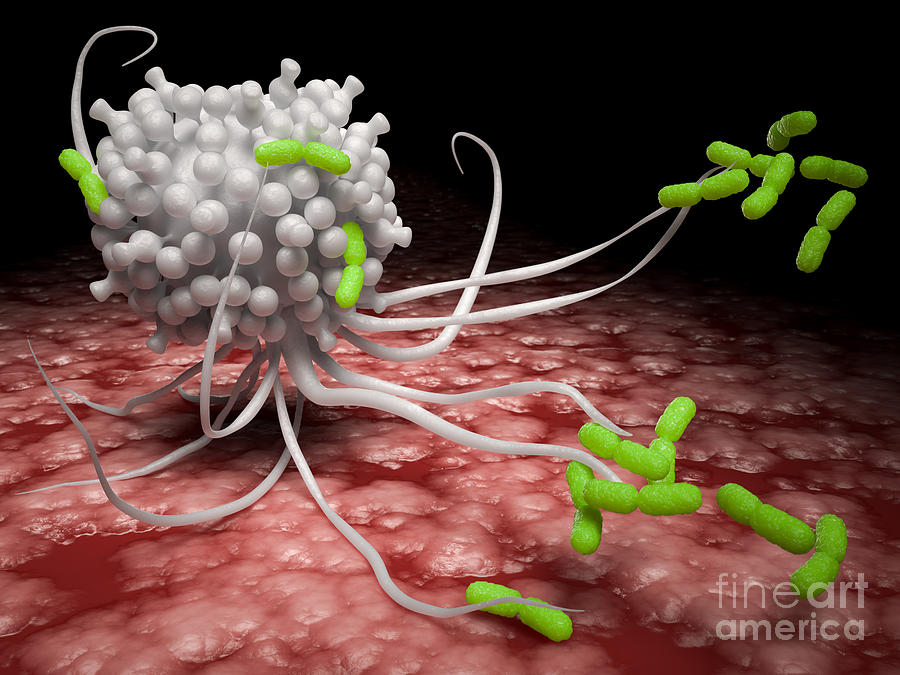 White Blood Cell Attacking Pathogens Photograph by David Marchal