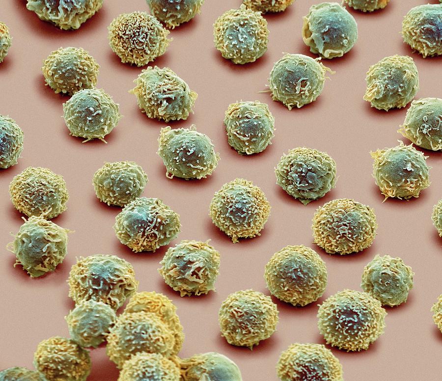 White Blood Cells Photograph by Steve Gschmeissner/science Photo Library