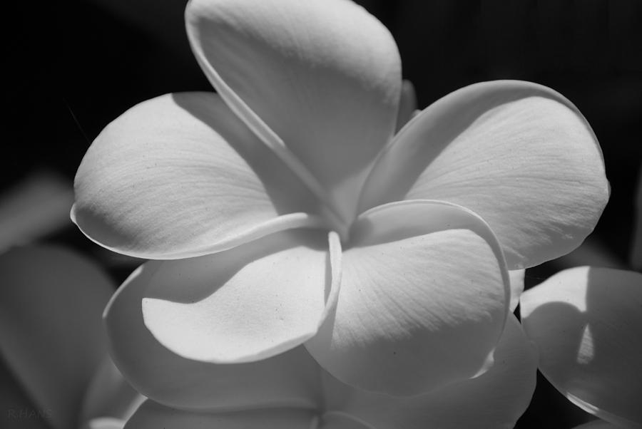 Flower Photograph - White Bloom B W by Rob Hans