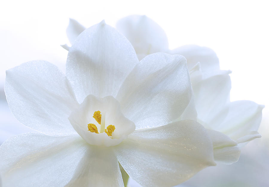White Blooms Photograph by Mariola Szeliga