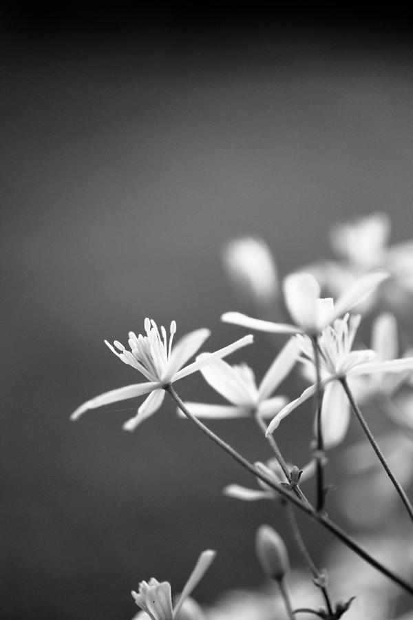 White Photograph - White Blooms by Nathaniel Kidd White Photograph - White Blooms by Nathaniel Kidd