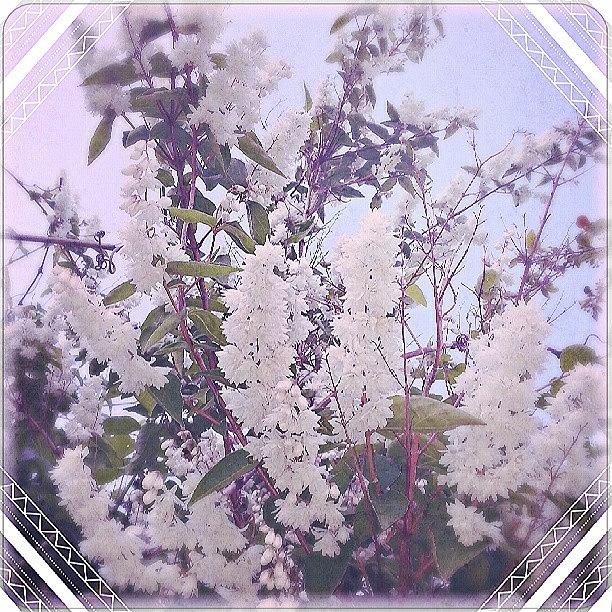 Summer Photograph - #white #blossom. .. #summer #evening by Linandara Linandara