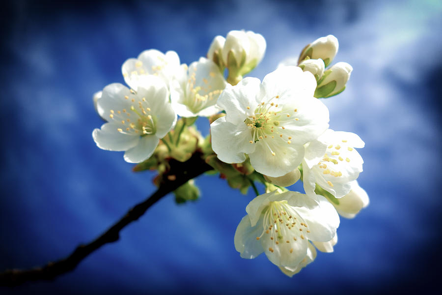 Up Movie Photograph - White blossom and deep blue sky by Matthias Hauser