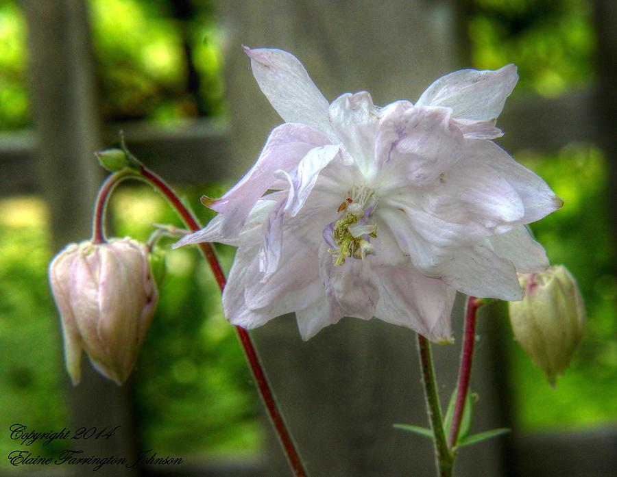 White Blossom by Elaine Farrington Johnson White Blossom by Elaine Farrington Johnson