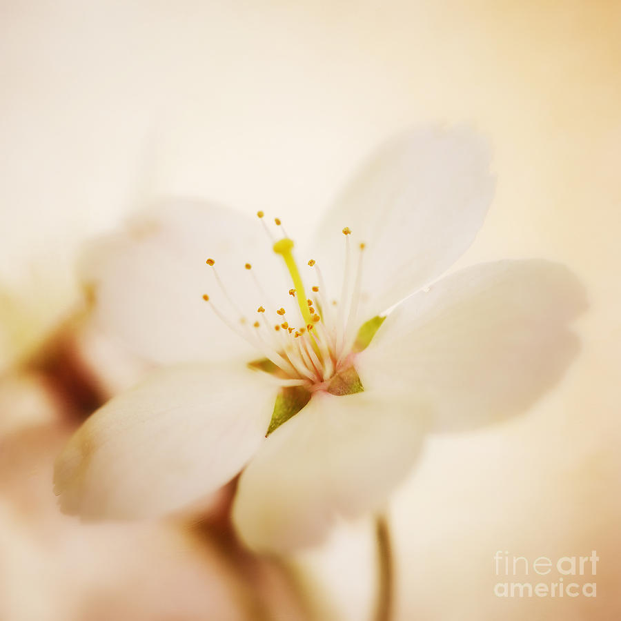 Spring Photograph - White blossom by LHJB Photography