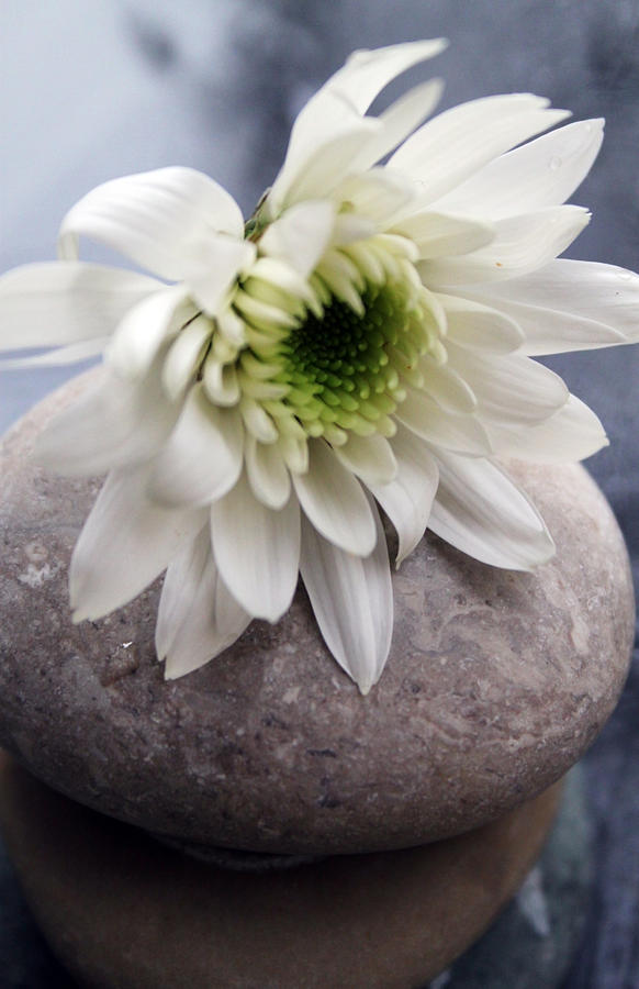 White Blossom On Rocks Photograph by Linda Woods