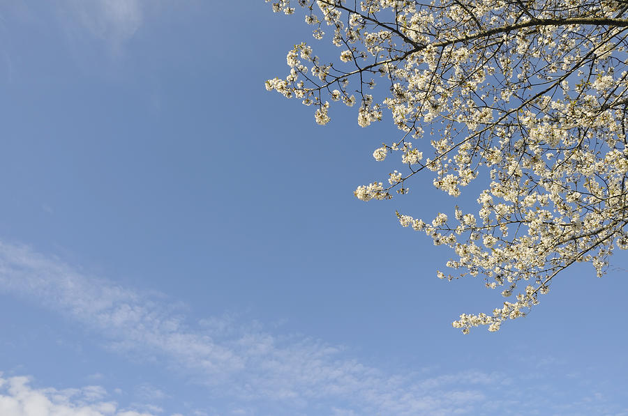 White Blossoms And Blue Sky - Spring Is Here Photograph