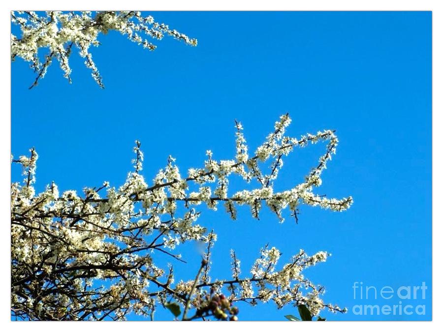 Blue Sky Photograph - White Blossoms Blue Sky by Joan-Violet Stretch