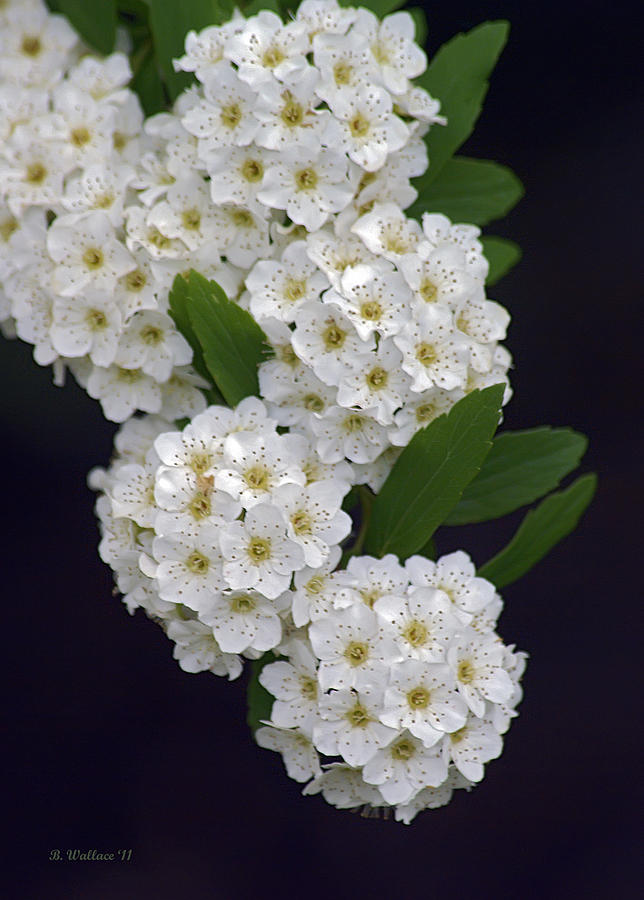 Nature Photograph - White Blossoms by Brian Wallace