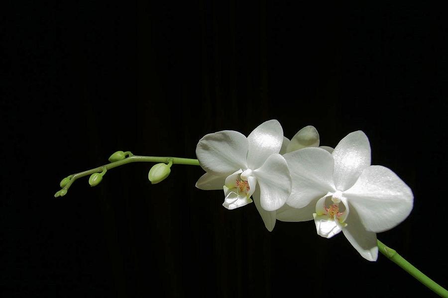 White blossoms by David Rich White blossoms by David Rich