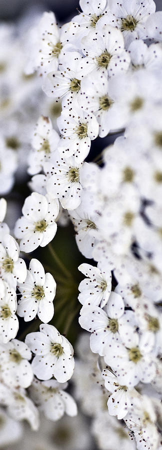White Blossoms Photograph by Frank Tschakert