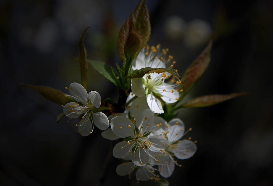 White Blossoms Photograph by John Stuart Webbstock
