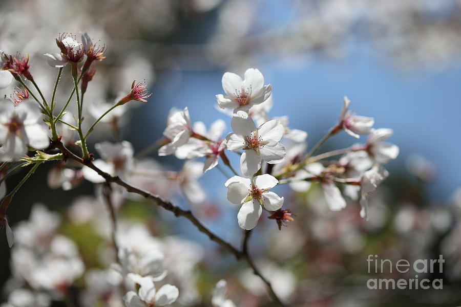 White Blossoms Photograph by Nicholas Burningham