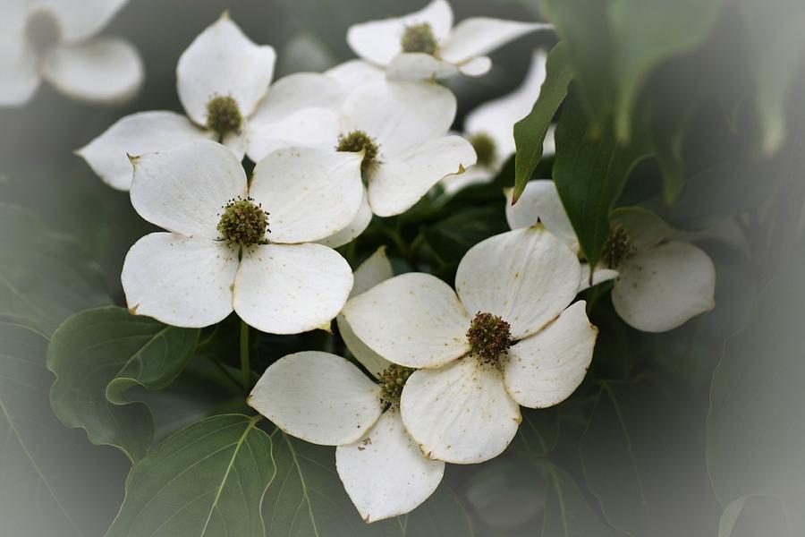White Blossoms Photograph by Tara Potts